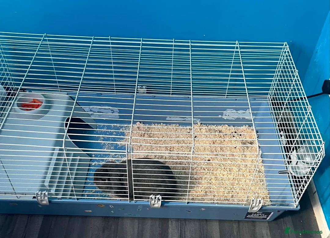 Mini Lop rabbits for sale: Mini lop bunny  - Advert 4