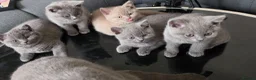 British Shorthair cats for sale: ONLY 3 MALE LEFT‼️ GCCF OFFER‼️ - Advert 13