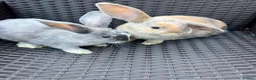 Mixed Breed rabbits for sale: Baby Dwarf Lop x Lionhead in Lichfield - Advert 9