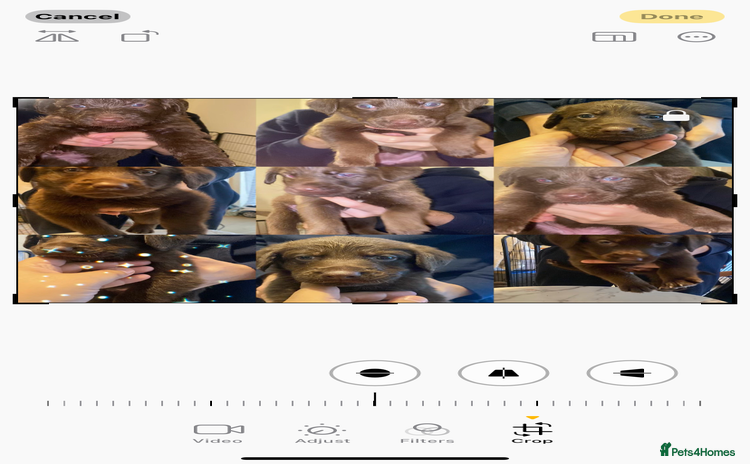 Mixed Breed dogs Beautiful Family-Raised Sheprador Puppies - Advert 2