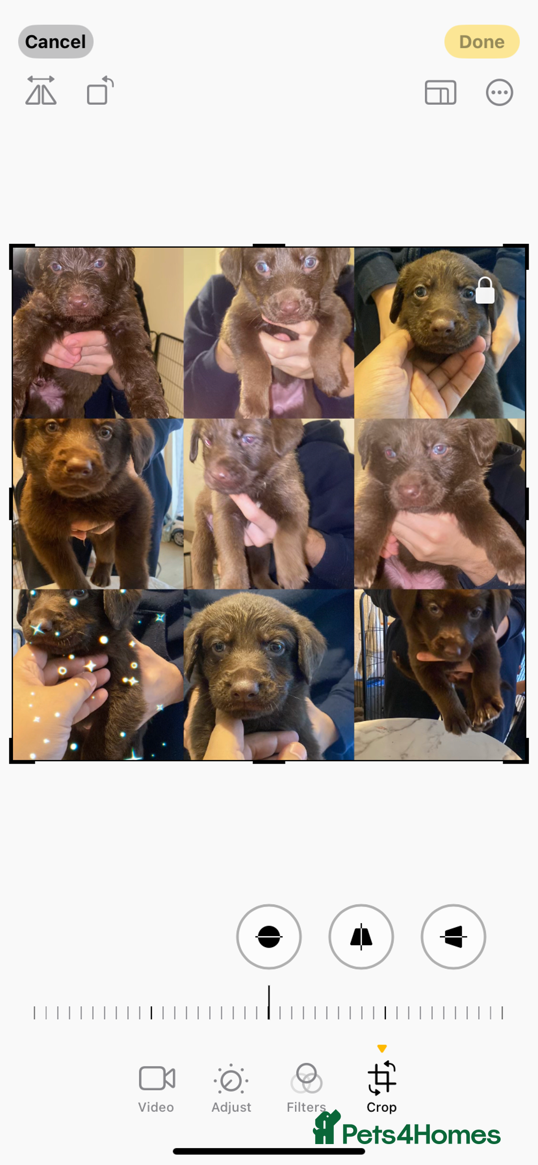 Mixed Breed dogs for sale: Beautiful Puppies – ONLY / LEFT!!! - Advert 14
