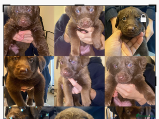 Mixed Breed dogs Beautiful Family-Raised Sheprador Puppies - Advert 18