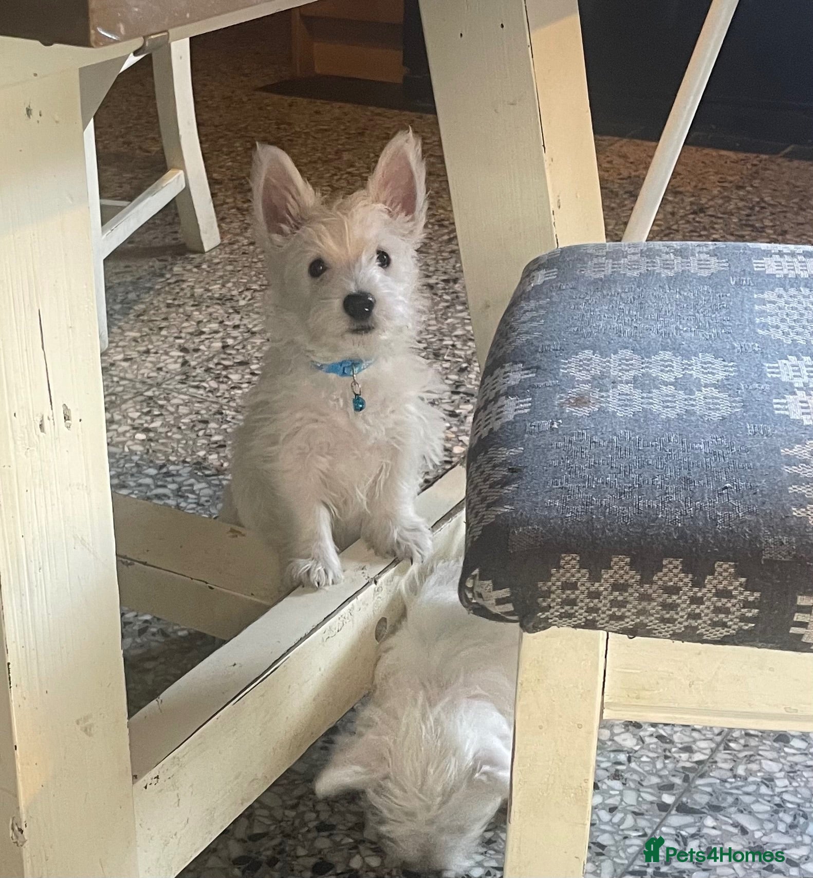West Highland Terrier dogs Beautiful Westie puppies for sale  - Advert 1