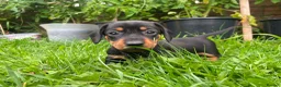 Miniature Dachshund dogs for sale: 🐾 Beautiful Miniature Dachshund Puppies 🐾 - Advert 5
