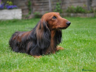 Miniature Dachshund dogs in Peterborough - Advert 21