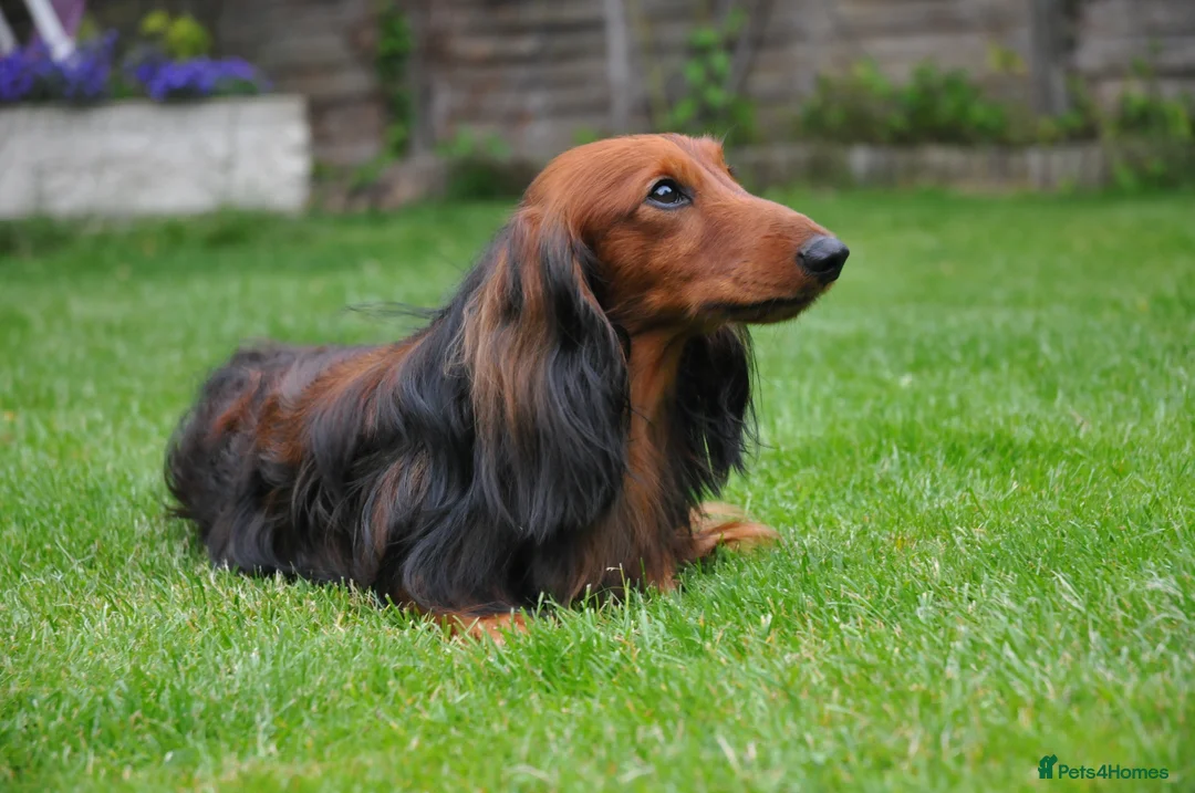 Miniature Dachshund dogs for stud: Miniature Long Haired Dachshund Pra 1 Clear KC reg in Peterborough - Advert 1