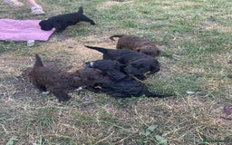 Cockapoo dogs for sale: Ready now! Cockapoo puppies F1 3 girls 2 boys - Image 1