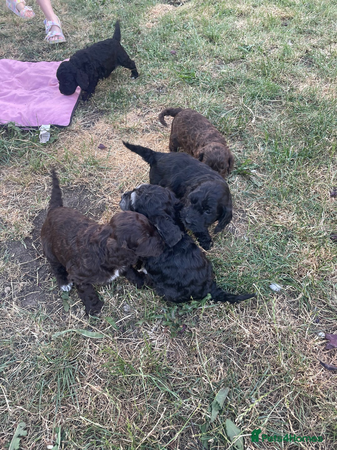 Cockapoo dogs for sale: Ready now! Cockapoo puppies F1 3 girls 2 boys - Image 1