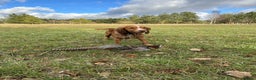 Cocker Spaniel dogs for stud: Working Gun Dog Stud  - Advert 24