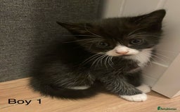 Ragdoll cats for sale: Ragdoll Cross Kittens - Advert 16