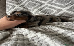 Miniature Dachshund dogs for sale: KC Longhaired Miniature Dachshunds  - Image 30
