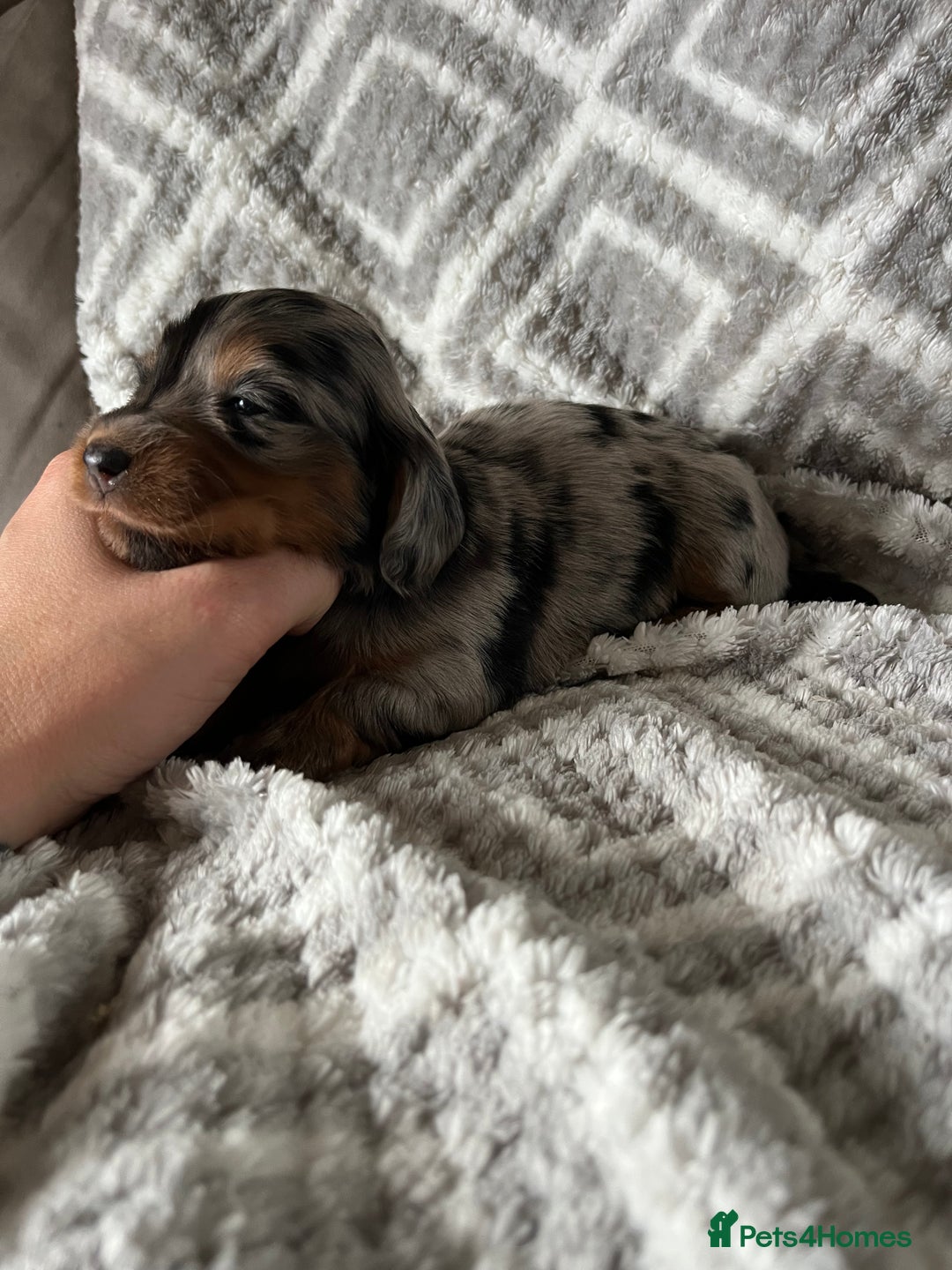 Miniature Dachshund dogs for sale: KC Longhaired Miniature Dachshunds  - Image 30