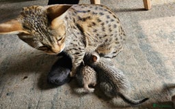 Savannah cats for sale: F4 Savannah Kittens 3x Brown Spotted 2x Melanistic - Image 1