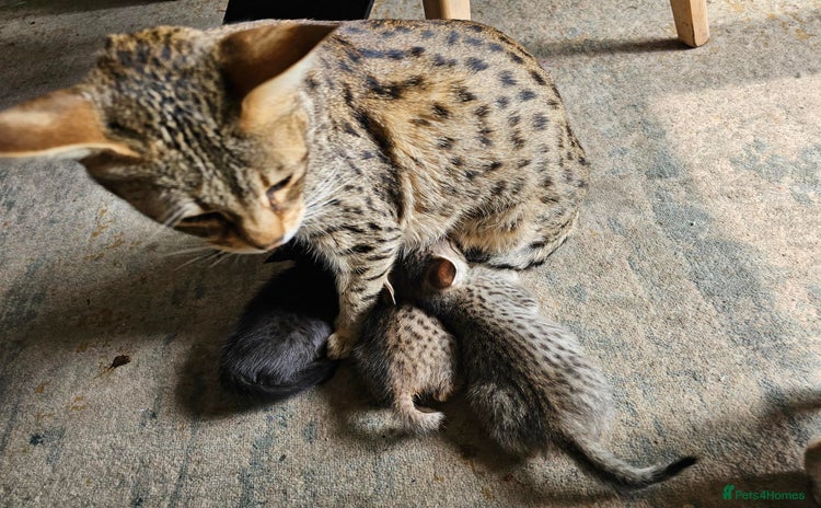 Savannah cats - Advert 1