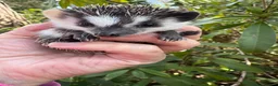 Pygmy Hedgehog rodents for sale: 8 week stunning mixed masked hoglets /ready !!  - Advert 19