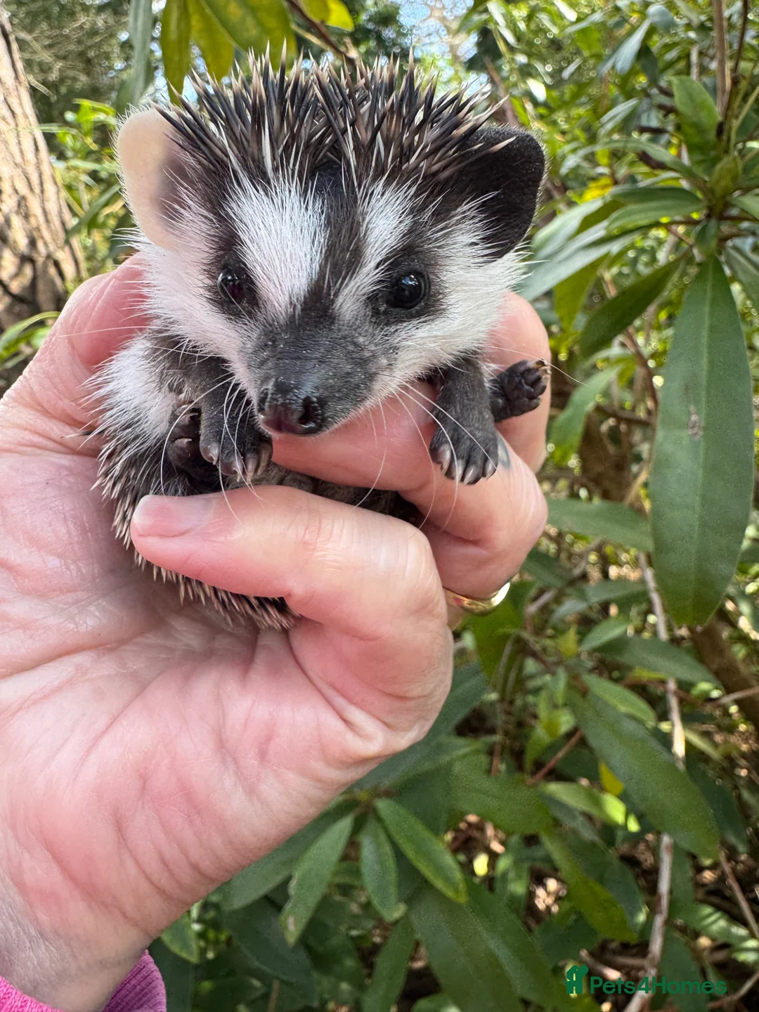 Pygmy Hedgehog rodents for sale: 8 week stunning mixed masked hoglets /ready !!  - Advert 19