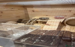 Hamster rodents for sale: 2 Boy Dwarf Hamsters  - Image 15