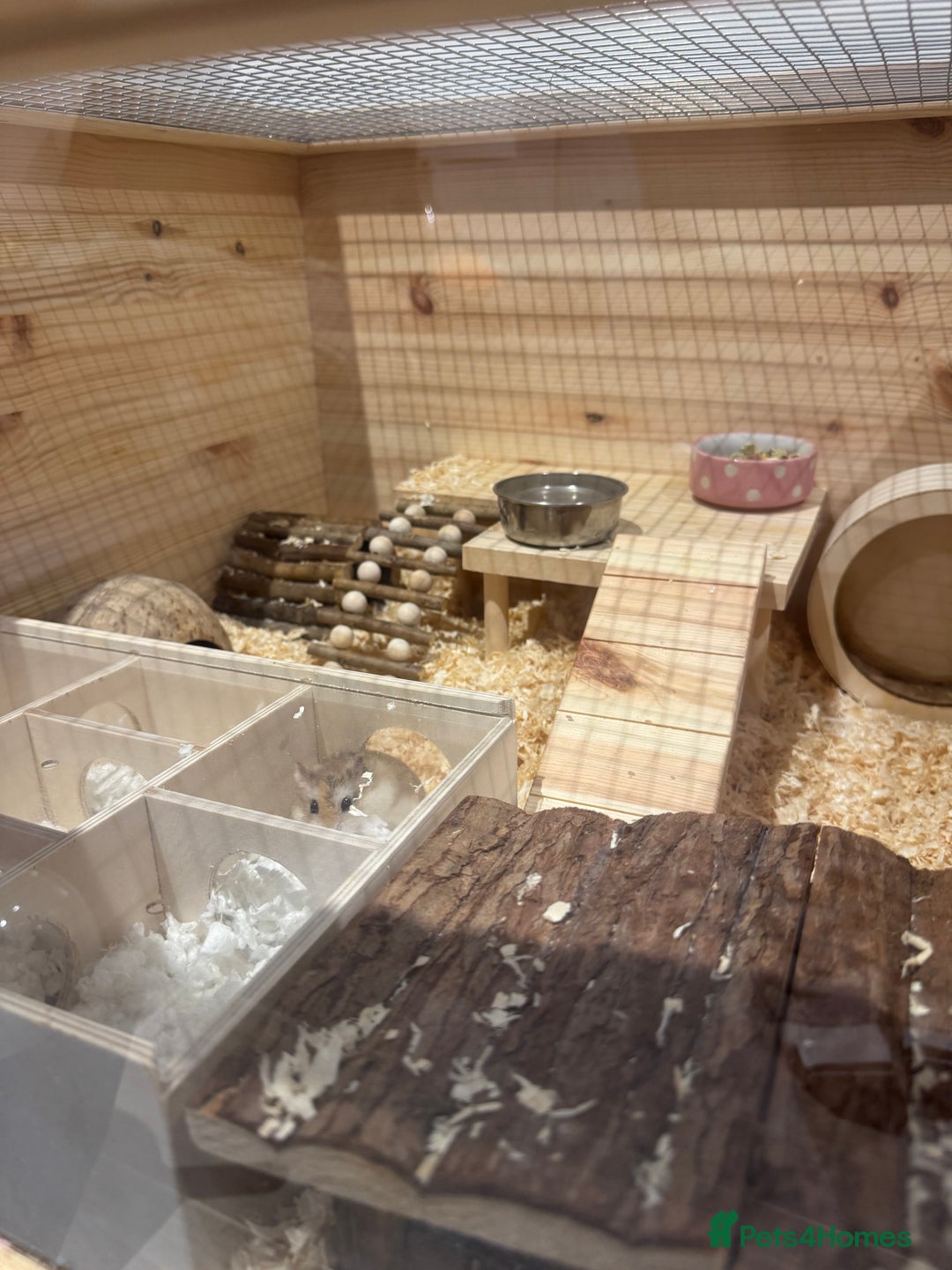 Hamster rodents for sale: 2 Boy Dwarf Hamsters  - Image 15