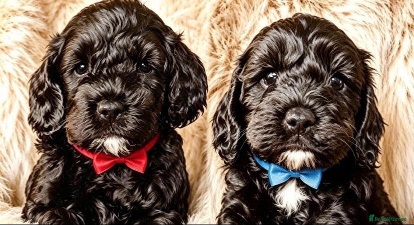 Maltipoo dogs F1b MALTIPOO BOYS -SUPERB FAMILY PETS - Advert 1