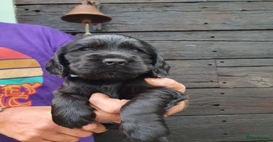 Cocker Spaniel dogs - Advert 4