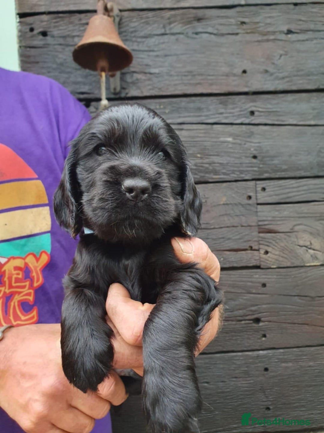 Cocker Spaniel dogs for sale: show cocker spaniel puppies ready 9th september - Image 3