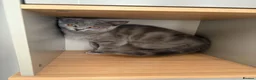 British Shorthair cats for sale: Gorgeous British Shorthair female kitten - Advert 11