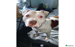 American Bully dogs for sale: Boss  - Image 2