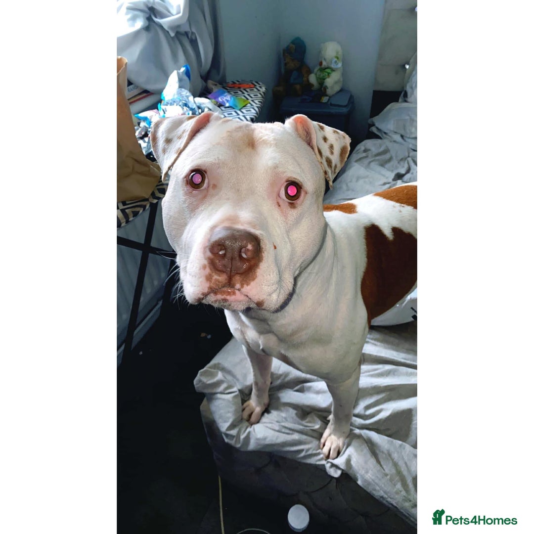 American Bully dogs for sale: Boss  - Image 2