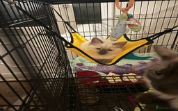 Ragdoll cats for sale: Pure ragdoll male kitten ready now - Image 3
