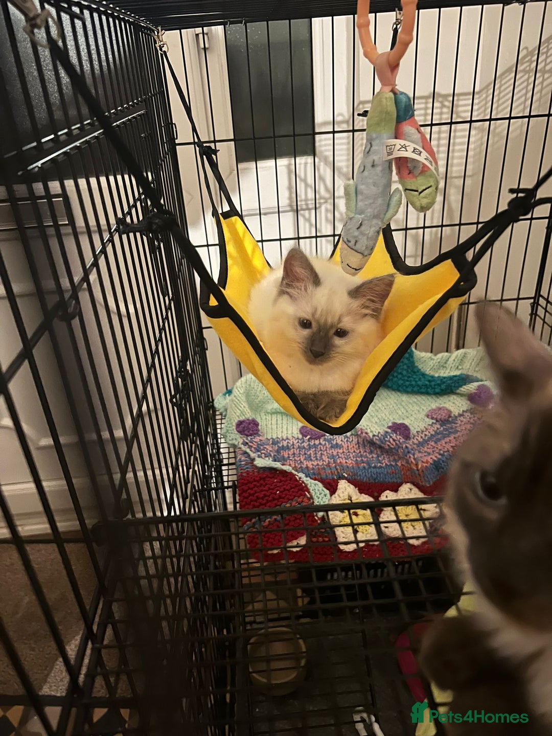 Ragdoll cats for sale: Pure ragdoll male kitten ready now - Image 3