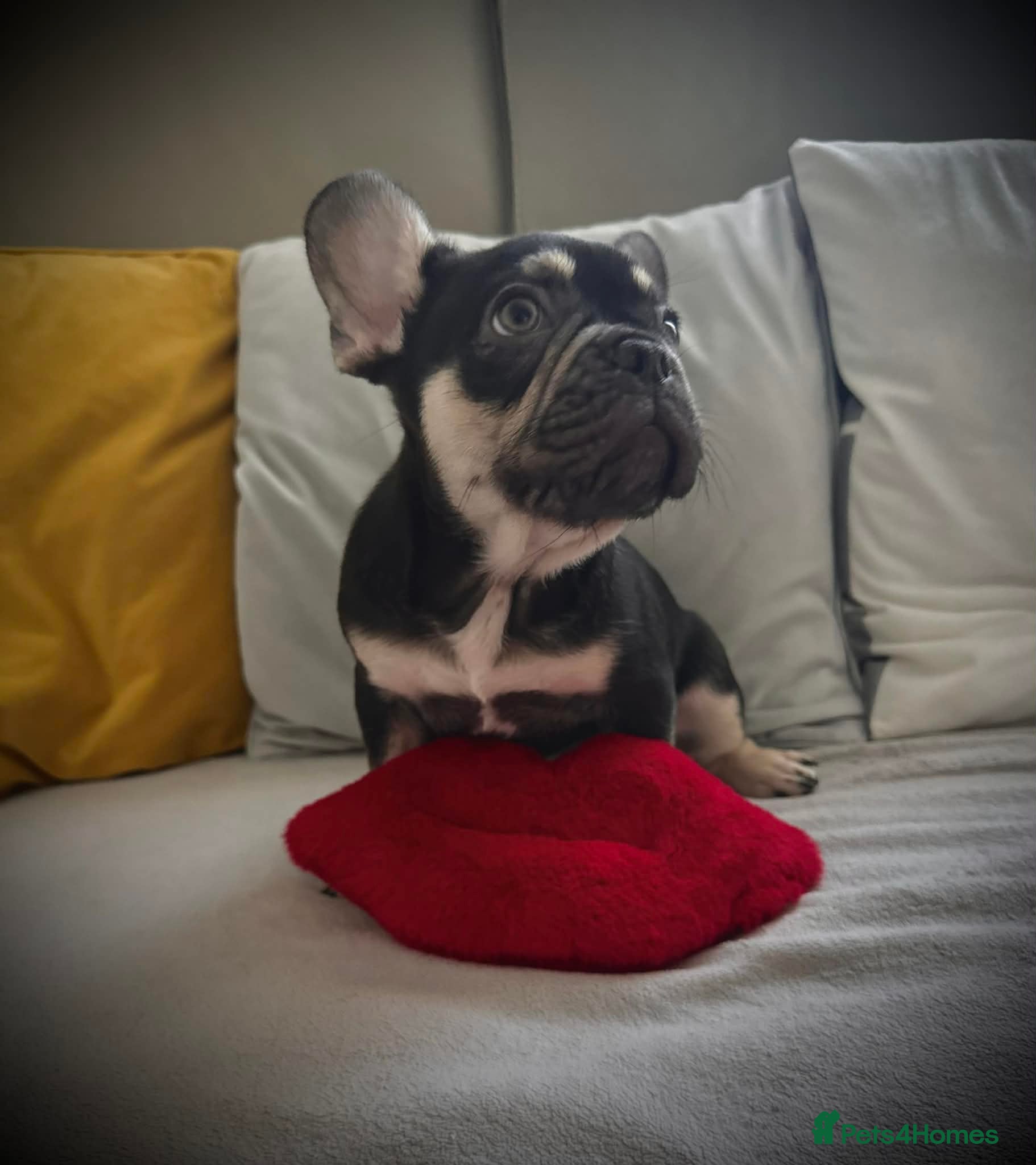 French Bulldog dogs Stunning Kc French Bulldog puppies  - Advert 2