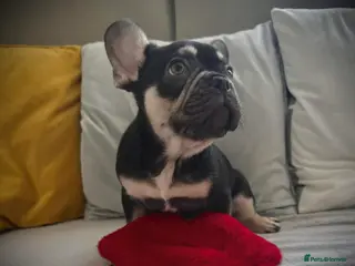French Bulldog dogs Stunning Kc French Bulldog puppies - Advert 2