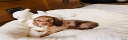 Miniature Dachshund dogs for sale: PRA 🏆Clear Champion 🏆Long Haired Puppies - Advert 7