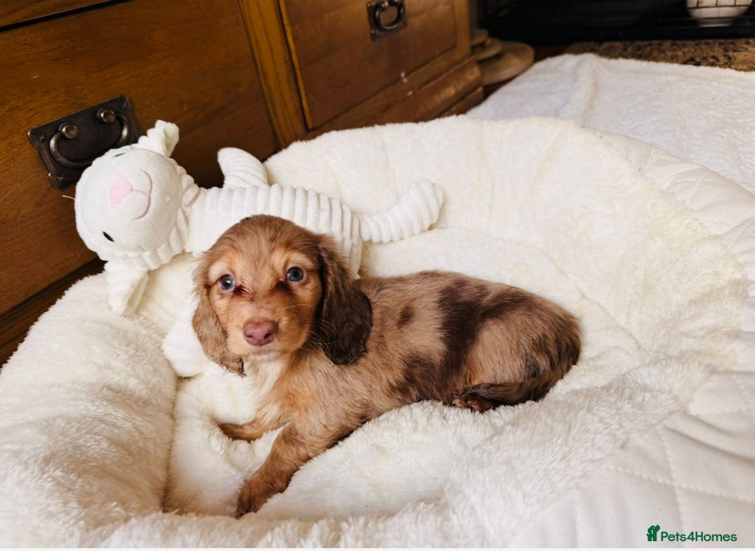Miniature Dachshund dogs for sale: PRA 🏆Clear Champion 🏆Long Haired Puppies - Advert 7