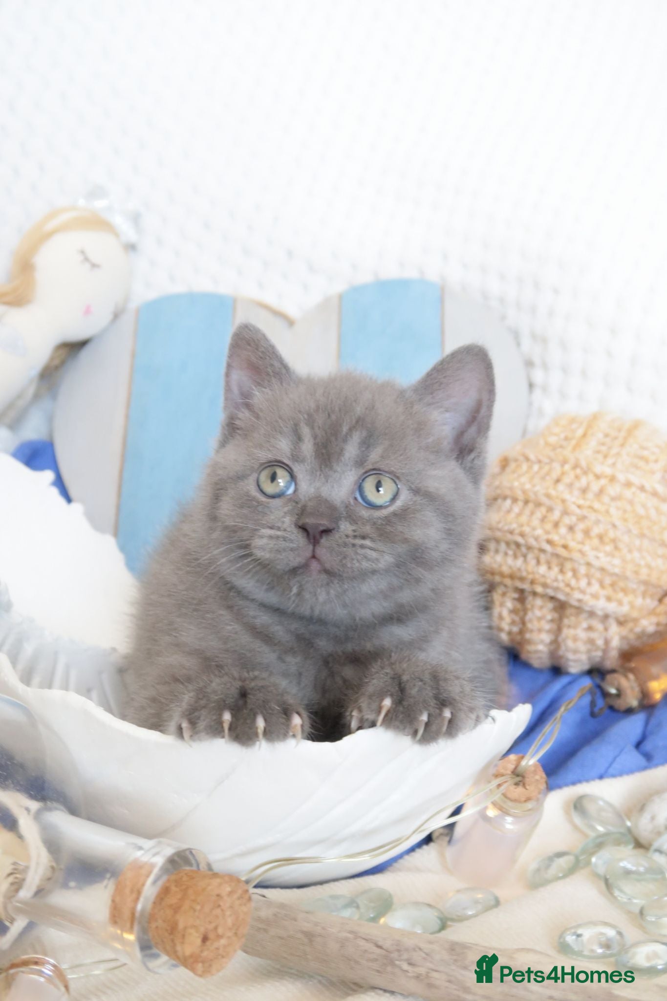 British Shorthair cats Beautiful female British Shorthair  - Advert 4