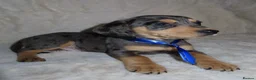 Dachshund dogs for sale: BEAUTIFUL DACHSHUND READY FOR FOREVER HOME!!! in Wolverhampton - Advert 15
