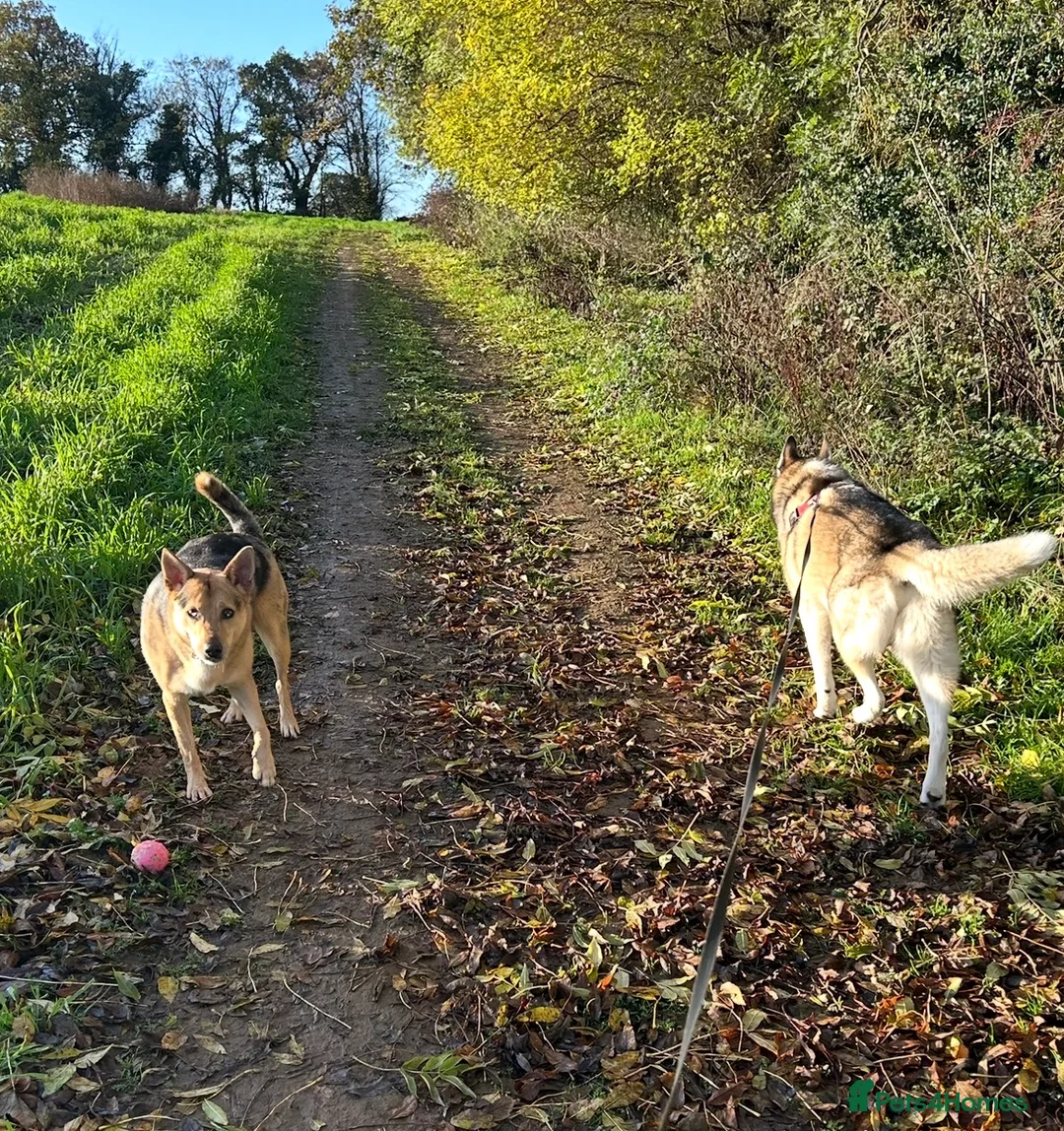 Mixed Breed dogs for sale: 2 beautiful dogs - Advert 2