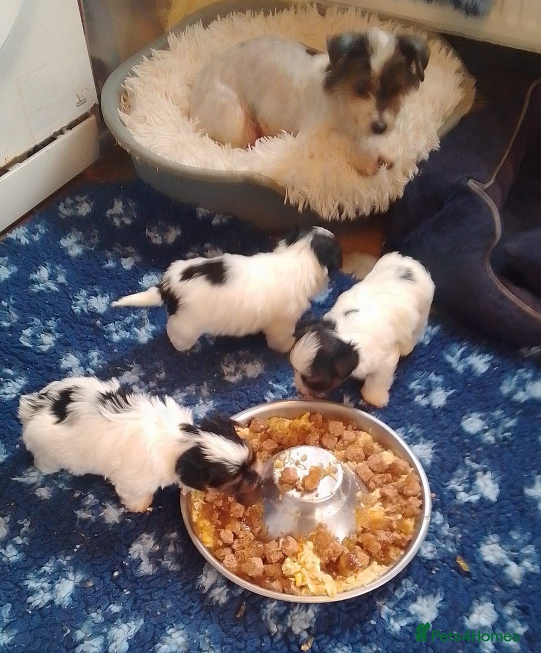 Biewer Terrier dogs for sale: 4 Beautiful BIEWER TERRIERS for Sale - Image 1