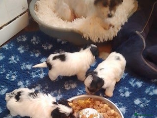 Biewer Terrier dogs - Advert 11