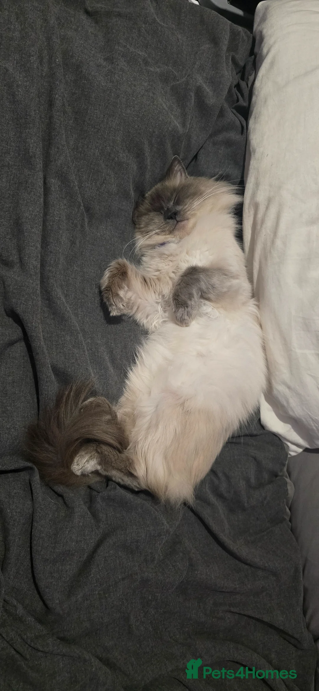 Ragdoll cats for sale: Reuben  - Advert 3