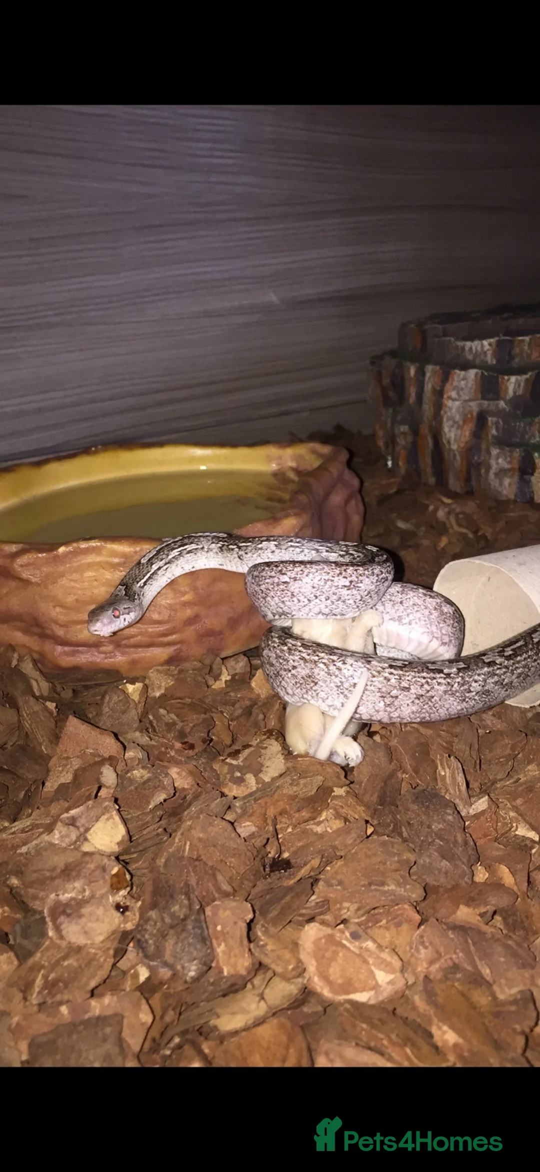 Corn Snake reptiles for sale: Motley ghost corn snake - Advert 4