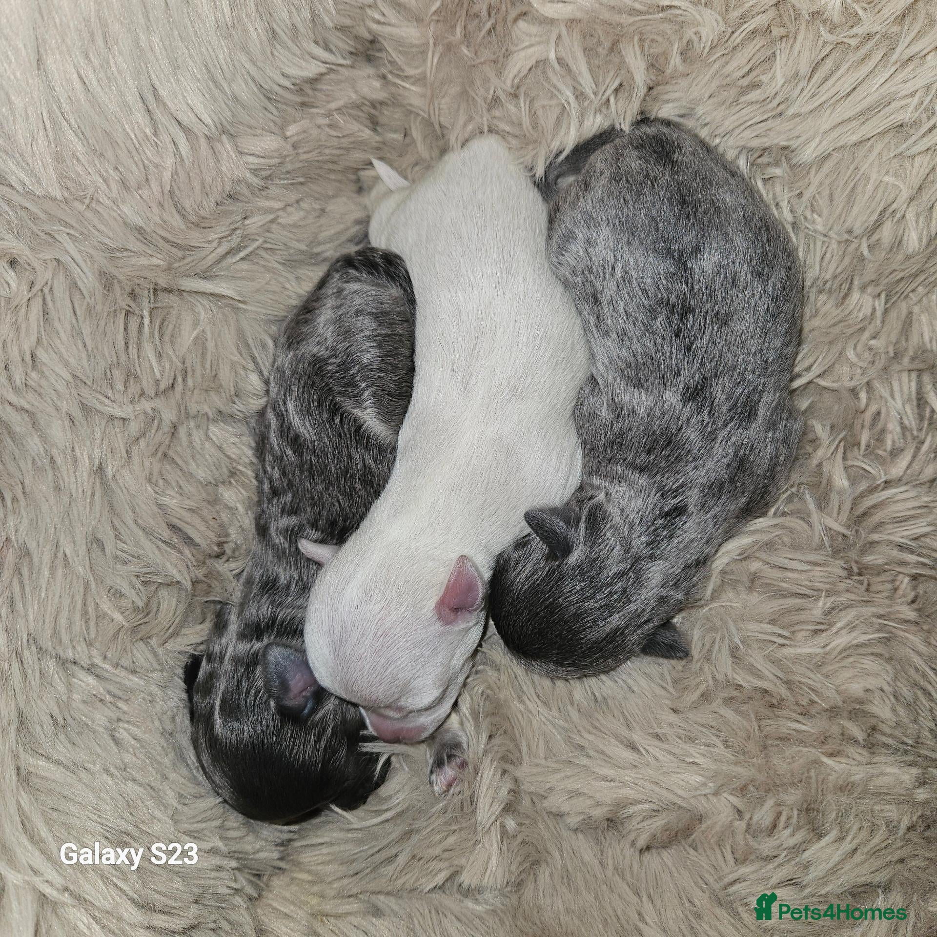 Chihuahua dogs for sale: Very Small chihuahua puppies  - Advert 1