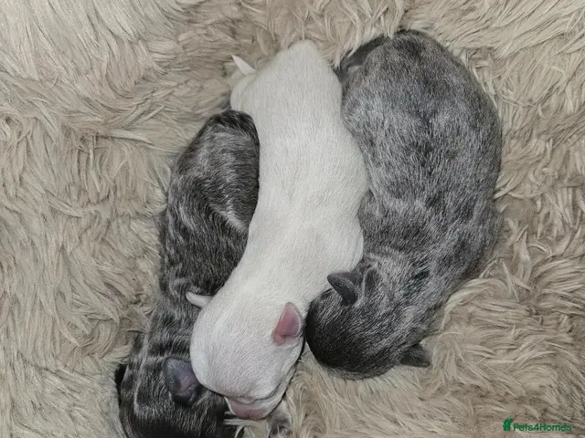 Chihuahua dogs for sale: Very Small chihuahua puppies - Advert 1