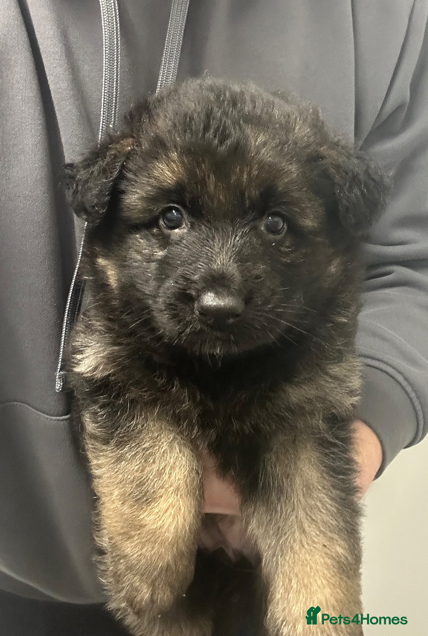 German Shepherd dogs Traditional Long Coat, Straight backed GSD Puppies - Advert 19