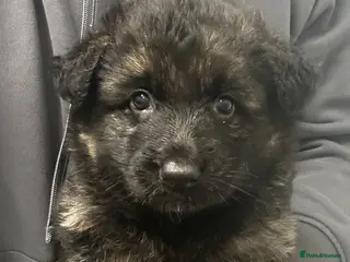 German Shepherd dogs Traditional Long Coat, Straight backed GSD Puppies - Advert 19