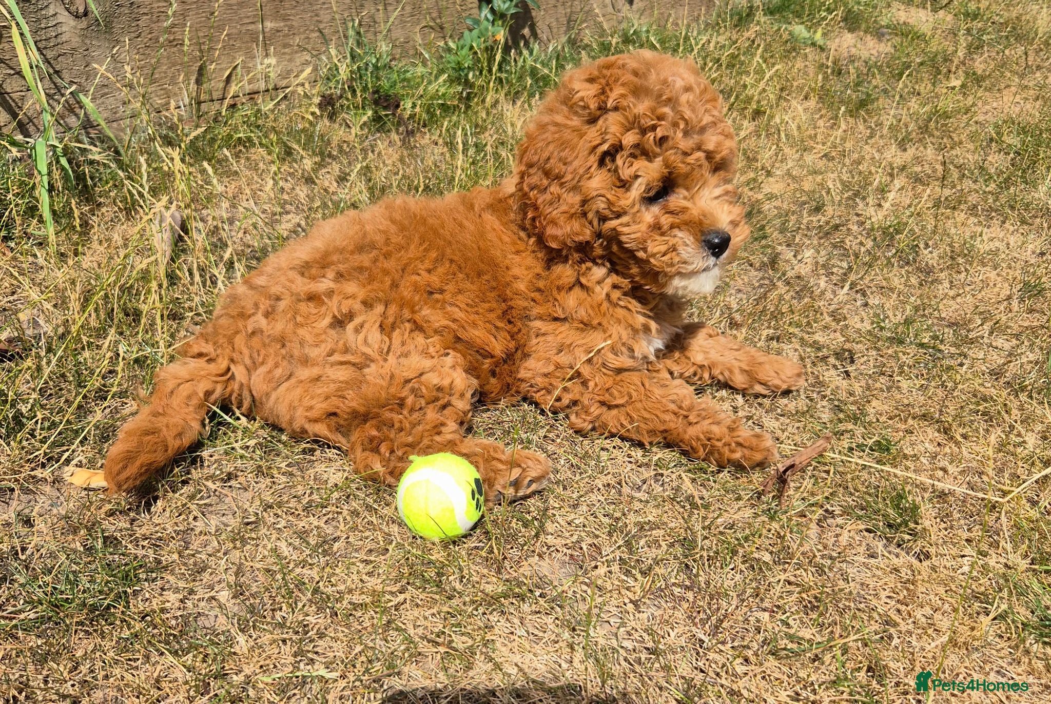 Cavapoo dogs F1b red cavapoo puppy - Advert 9