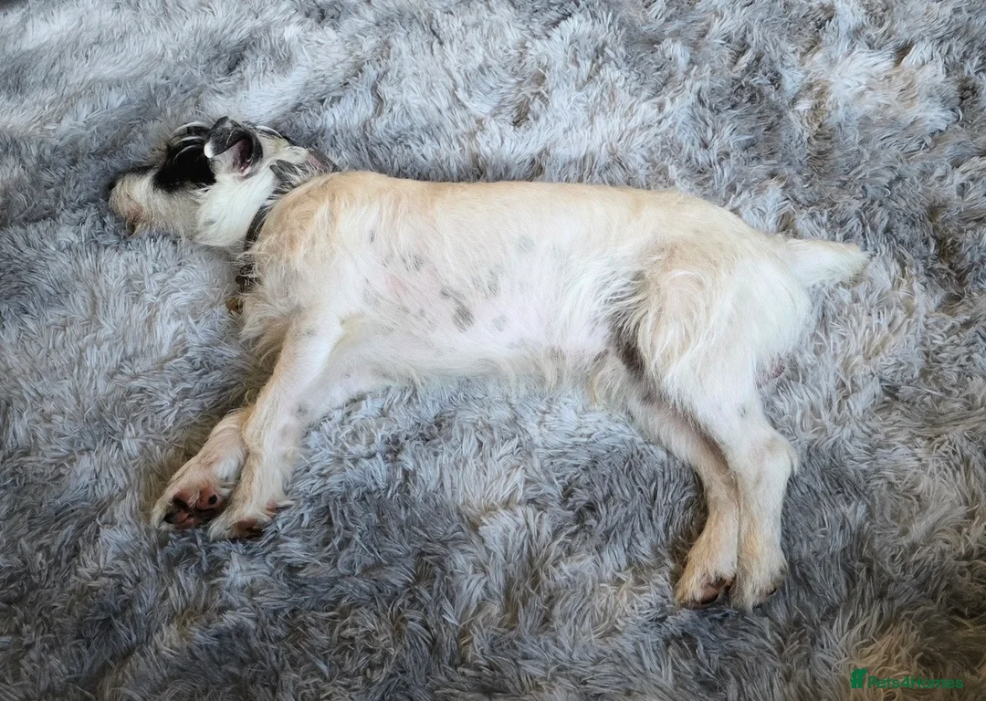 Jack Russell dogs for sale: Male jack russell 2 years old - Advert 2