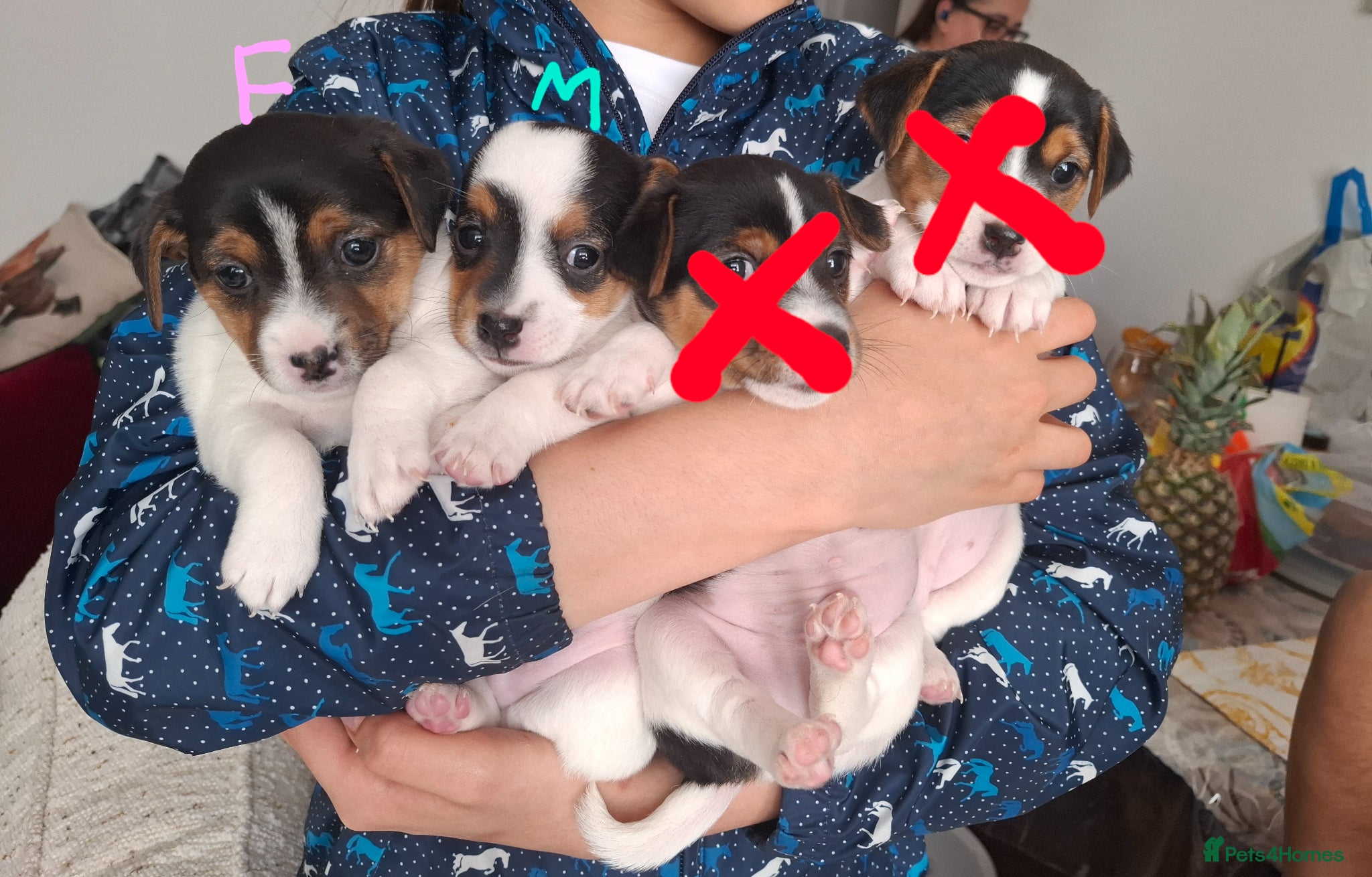 Jack Russell dogs 2 jack russel puppies  - Advert 6