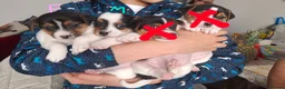 Jack Russell dogs for sale: 2 jack russel puppies  in Sunbury-on-Thames - Advert 1