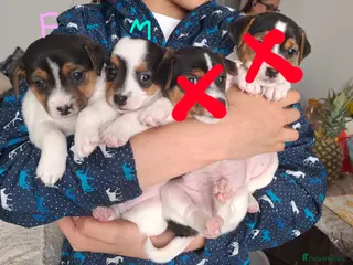 Jack Russell dogs 2 jack russel puppies - Advert 2